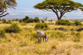 Kenya Savanında Büyük Otçulların Dönüşü Ağaç Örtüsü Dinamiklerini Değiştirdi