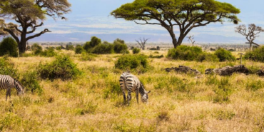 Kenya Savanında Büyük Otçulların Dönüşü Ağaç Örtüsü Dinamiklerini Değiştirdi