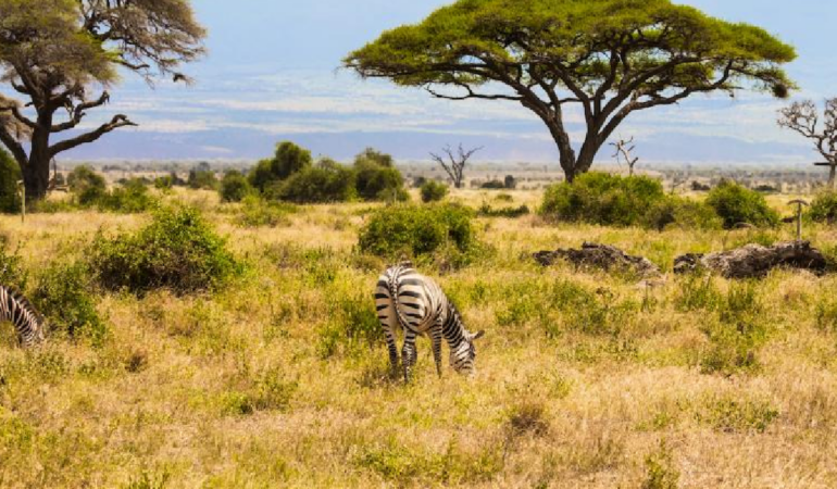 Kenya Savanında Büyük Otçulların Dönüşü Ağaç Örtüsü Dinamiklerini Değiştirdi